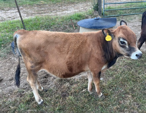 miniature jersey and lowline cross bull calves